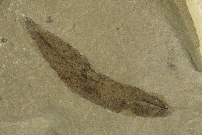 Fossil Leaf (Cedrelospermum) - Green River Formation, Utah #331855